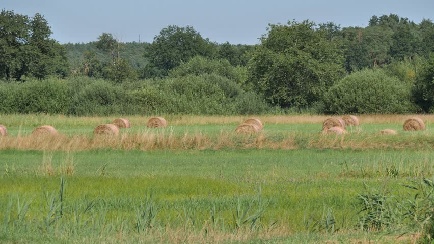 Straw bales field in summer time