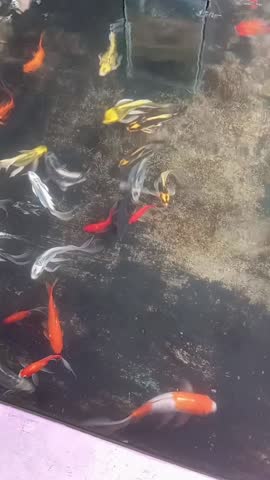 Colorful Koi Fish Swimming in Pond Top View