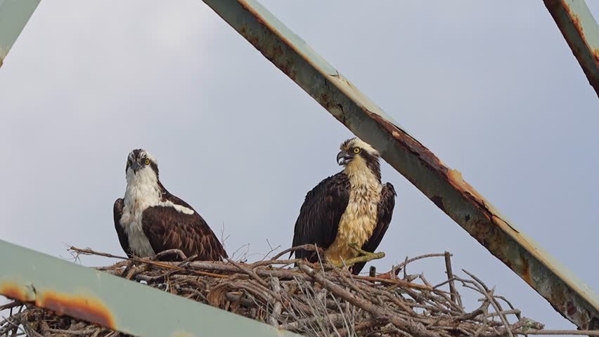 Pair of young ospreys sit on a nest build on top of an old rusty tower nature taking over structure concept