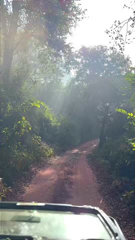 Sunlight Rays Through Forest Road