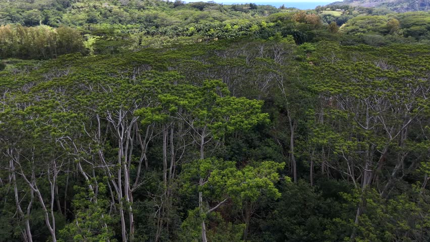 Aerial view of lush tropical forest with winding dirt road. Trees stretch endlessly under bright sky. Road leads toward distant hillside. Two cars parked near path. Scene feels peaceful