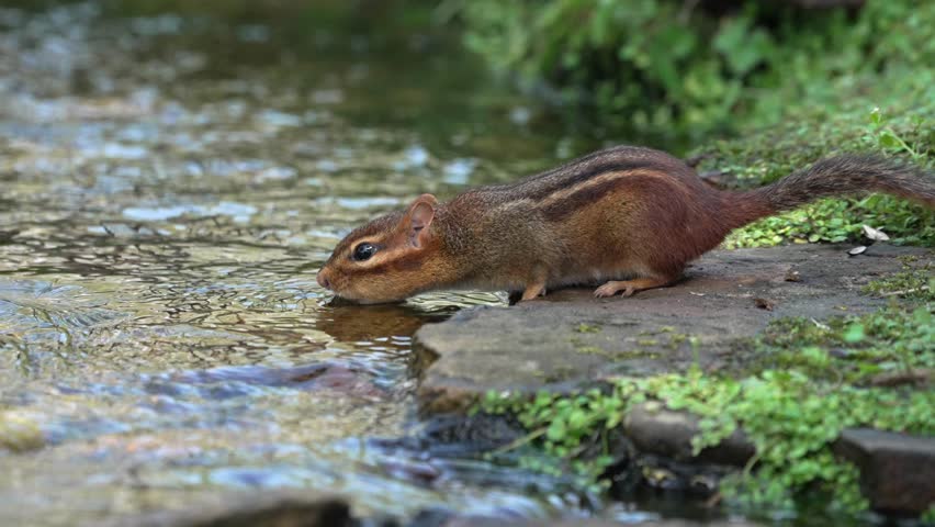A chipmunk approaches a clear stream to drink water. The animal is seen close to the water while grass and rocks surround the area during the day.