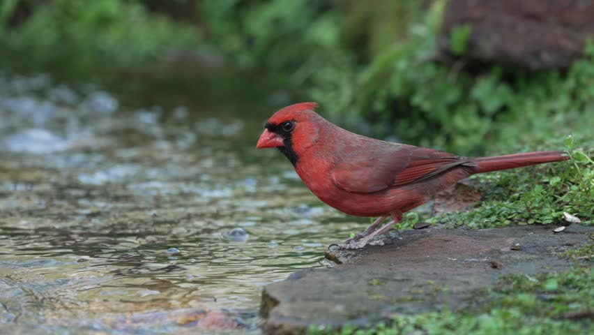 A male cardinal taking a bath in a mountain stream