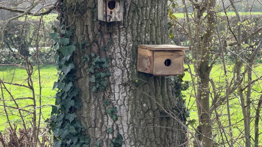 Two wooden birdhouses on tree trunk panning