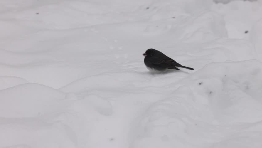 Dark-eyed junco (Junco hyemalis) foraging on snow-covered ground, finding and eating black oil sunflower seeds during a winter snowstorm.