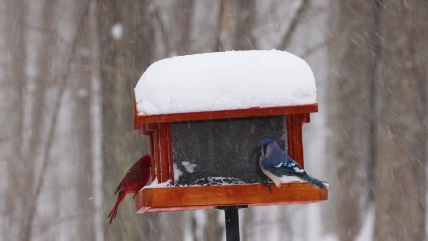 Male Northern cardinal and Blue jay feeding on a snow-covered bird feeder during a Wisconsin winter snowstorm. Colorful songbirds eating black oil sunflower seeds with a wooded forest background.