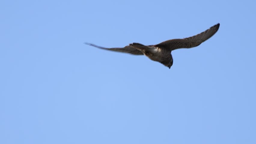 Slow motion HD video of a Common Kestrel (Falco tinnunculus) hovering in the air while hunting over the fields of Cyprus.