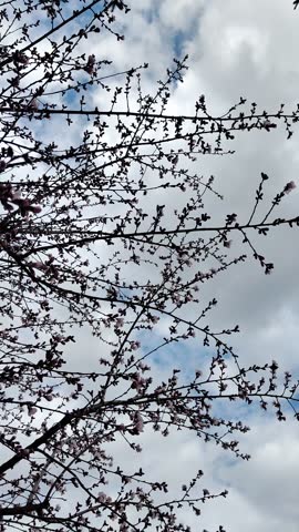 Blooming spring tree branches full of white flowers gently swaying in soft March wind, shot from below. Fresh floral blossom, nature relaxation, serene spring vibe.