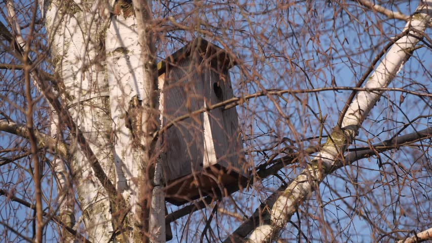 birdhouse on a tree in spring