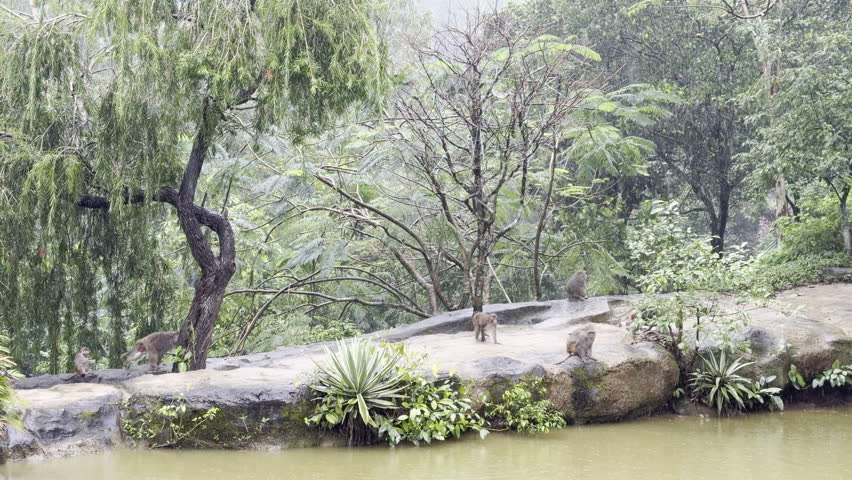 Monkeys playing and chasing under jungle trees in heavy rain, Vietnam
