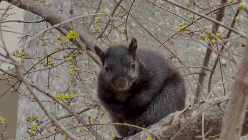 Black squirrel on tree branch looking at camera in natural setting.Black squirrel sitting on a tree branch, looking at camera in a natural outdoor environment. Calm wildlife scene with detailed fur texture.