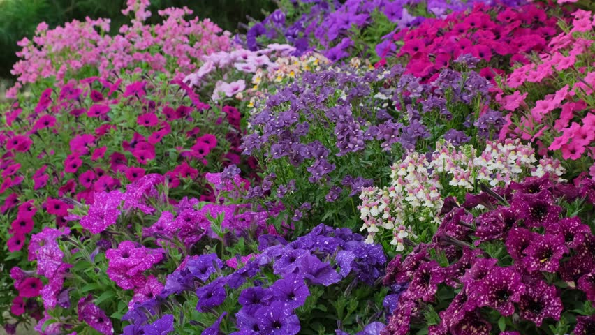 Gardening Concept Watering Colorful Petunia Flowers in Summer Garden. Spraying and Irrigation Blooming Petunias in Flower Bed. Garden Work Concept 