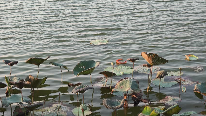 The lotus tree in lake .It beautyful nature space background 