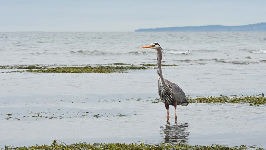 Great Blue Heron stalking and hunting at low tide in shallow water on Puget Sound coast beach, Golden Gardens state park, Seattle, Washington
