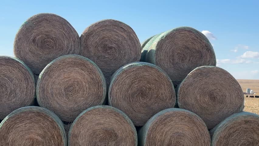 Large round hay bales sit scattered across a calm rural field, capturing the simplicity of agricultural life in an open countryside setting. The scene highlights harvest season, farming practices, and natural textures under soft daylight, offering a peaceful and scenic view of farmland and rural productivity.