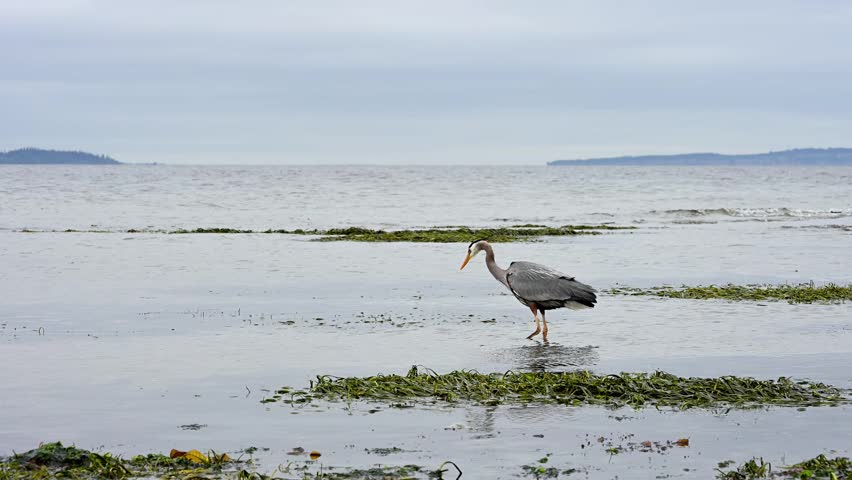 Great Blue Heron stalking and hunting at low tide in shallow water on Puget Sound coast beach, Golden Gardens state park, Seattle, Washington
