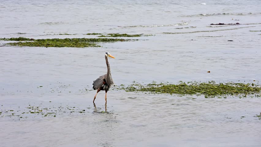 Great Blue Heron stalking and hunting at low tide in shallow water on Puget Sound coast beach, Golden Gardens state park, Seattle, Washington

