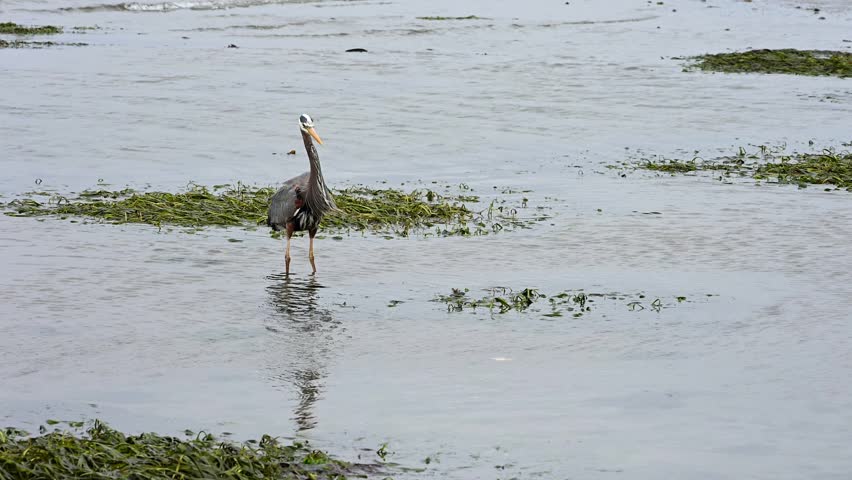 Great Blue Heron stalking and hunting at low tide in shallow water on Puget Sound coast beach, Golden Gardens state park, Seattle, Washington
