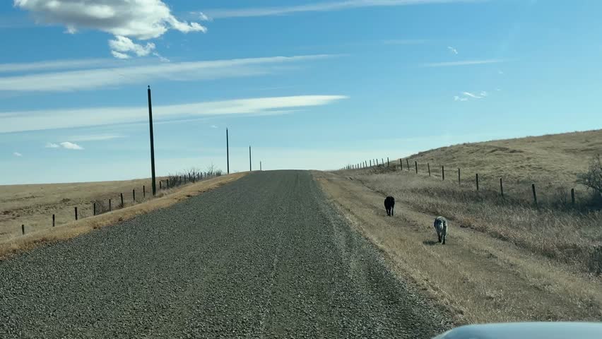 Backcountry gravel road driving through rural Alberta landscape with open prairie views
