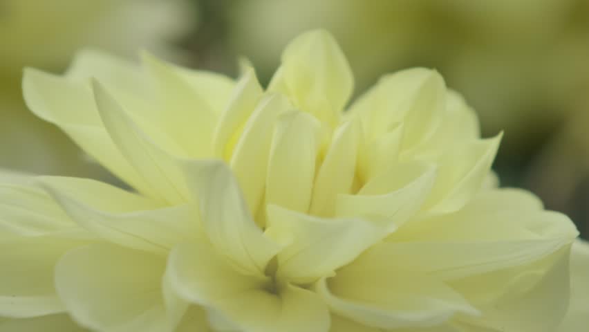 Dahlia have bloomed in the garden.
