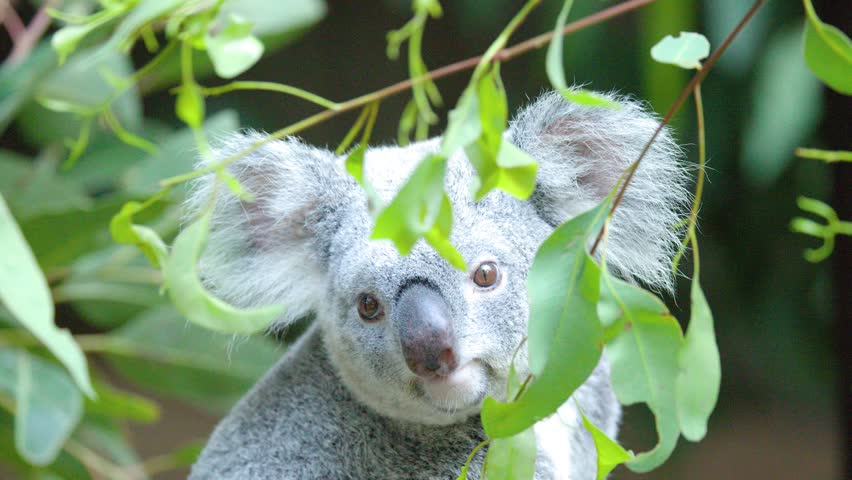 A koala sits among green eucalyptus leaves, looking directly at the camera in soft lighting