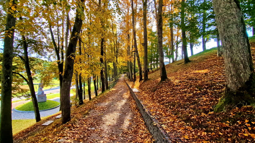 Autumn forest trail in Talsi, Latvia with sunlit golden leaves