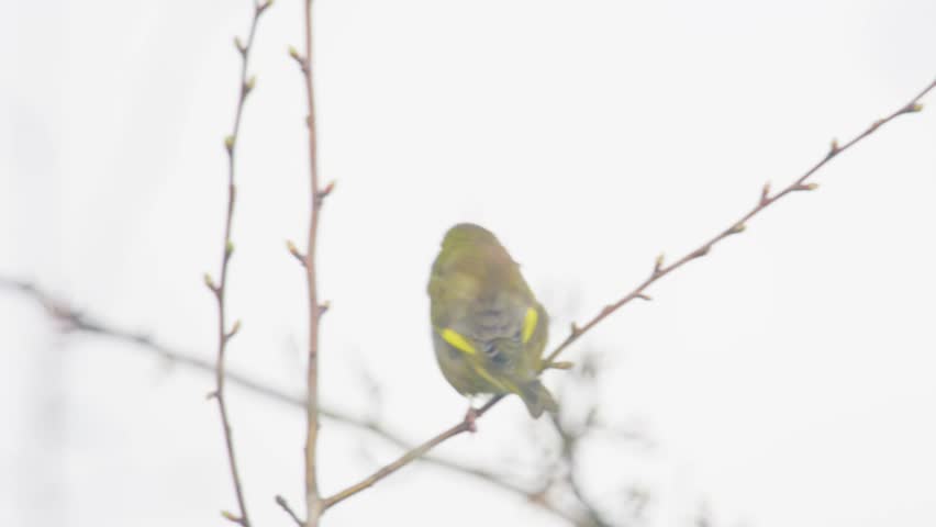 European greenfinch perched on thin tree branch showing yellow wing markings small British finch resting in early spring habitat natural wildlife scene United Kingdom