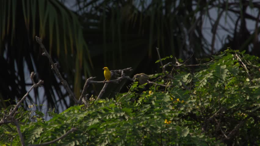 Description: Male Saffron finch takes flight from a branch followed closely by the female, set against a lush backdrop of blurred palm leaves and greenery in Lima, Peru.