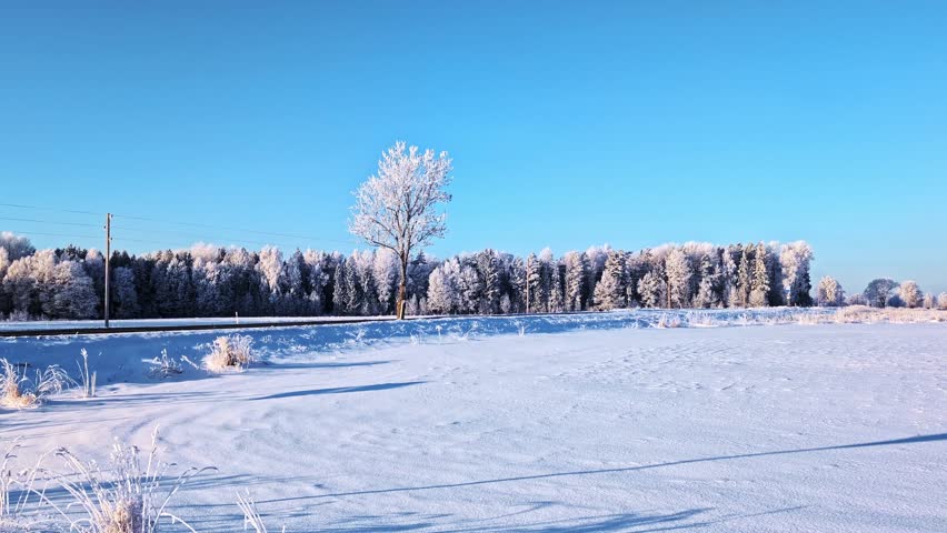 Winter landscape with a clear blue sky over a snow-covered field and frosted forest line
