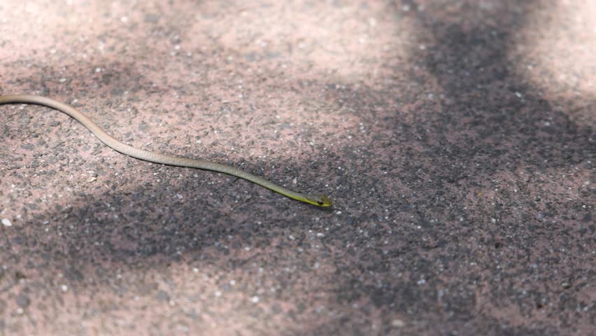 A thin brown snake slithers across sun-dappled asphalt pavement in a high-angle outdoor shot