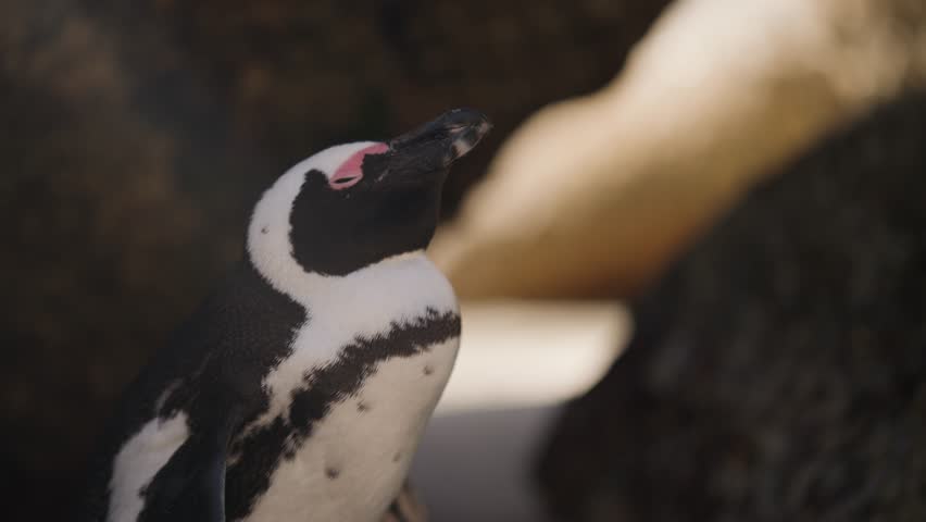 A pull back shot of an African Penguin at Boulders Beach in Cape Town standing upright in the shade between large coastal rocks