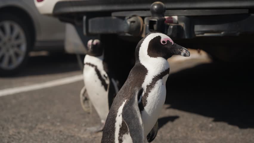 Two African Penguins walking around curiously on a road with a car in the background showing human wildlife conflict
