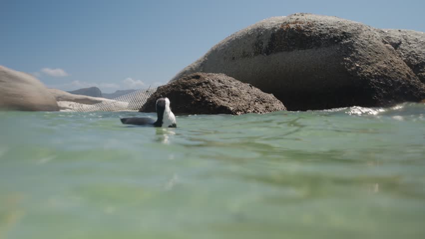 An African Penguin showing its natural buoyancy as he floats on the surface of the ocean water surrounded by large boulders in a cinematic split level shot