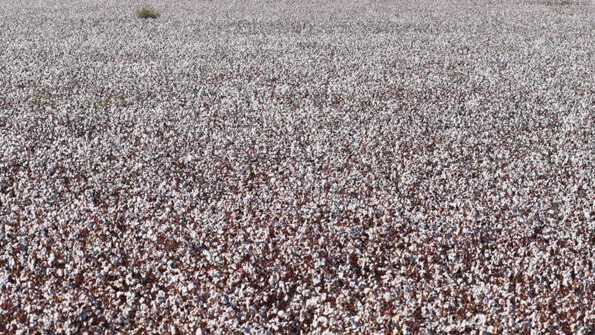 Expansive Field Of Cotton Plants - Cotton Field Before Harvest Time. - aerial shot