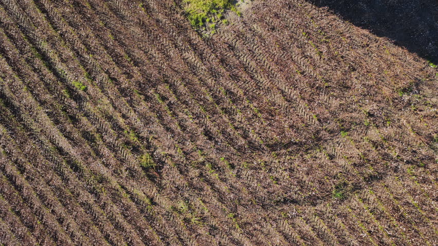 Overhead Shot Of Cotton Field And Old Silo In The Rural Farm. - aerial shot