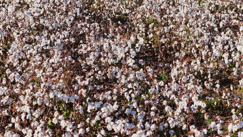 Sprawling Cotton Field With Mature Plants Ready For Harvesting. - aerial shot