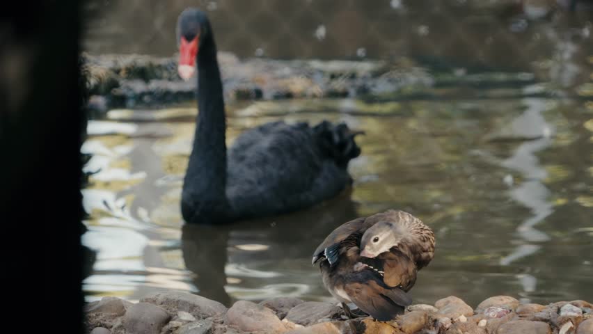 A Mandarin duck preens itself on the rocky edge of a pond, while a black swan glides gracefully in the background. beauty of these elegant waterfowl.