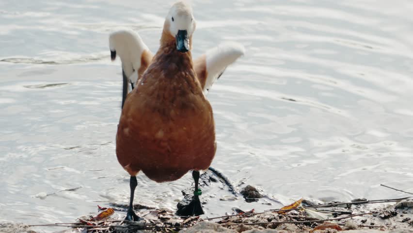 Ruddy shelduck by the shore flapping its wings. The duck is mainly brown and white in color. It stands at the edge of a lake flapping its wings. Beautiful scenery.