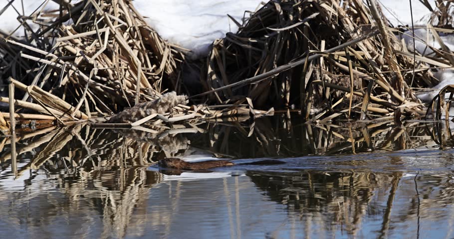 A wild muskrat swimming through calm water near dry reeds in a natural wetland habitat during early spring. The animal creates gentle ripples on the reflective surface, surrounded by marsh vegetation and melting snow, illustrating wildlife behavior in a peaceful outdoor environment. Ideal for themes related to nature, ecology, wetlands, biodiversity, and animal life in the wild.
