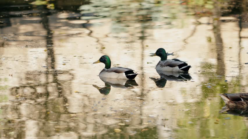 Two mallard ducks swim calmly in a pond on a sunny day. The ducks are reflected in the water, along with the trees that surround the pond. One of the ducks preens itself as they paddle.