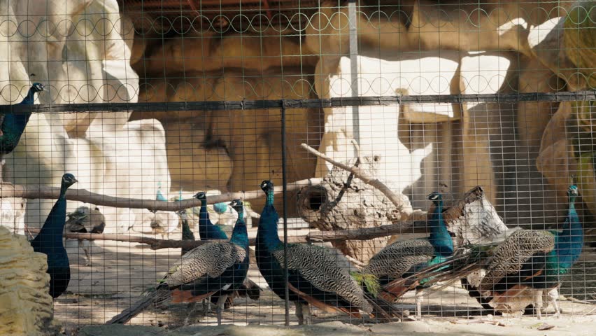 Peacocks in an enclosure at the zoo. The majestic birds stand and walk around, displaying their vibrant blue and green plumage. Some are perched on branches, while others stroll on the ground.