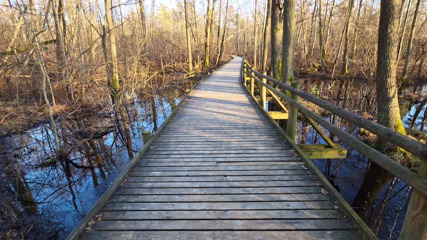 Scenic video of a wooden boardwalk leading through a peaceful wetland forest with water reflections and bare trees in natural light.