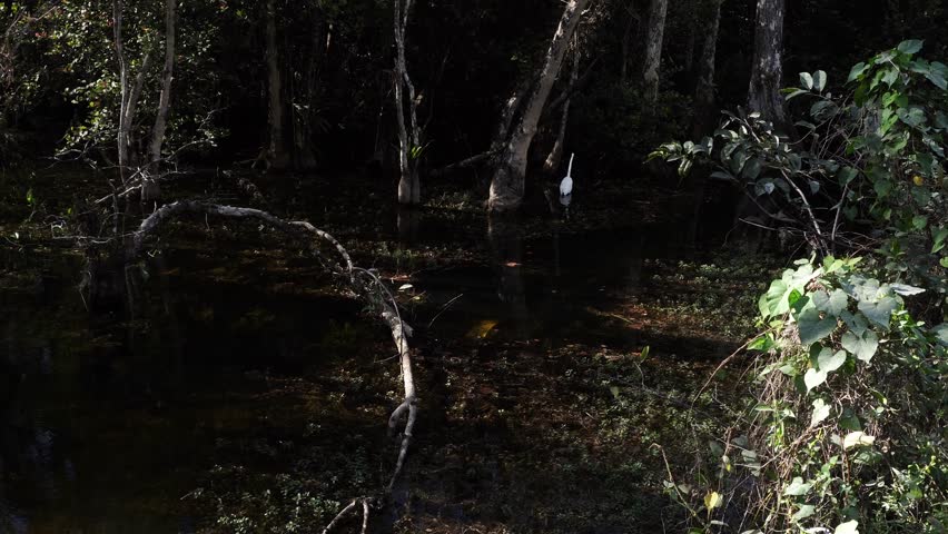 A white bird with a large dead branch in the middle of the scene, along with plenty of vegetation and a multitude of trees.