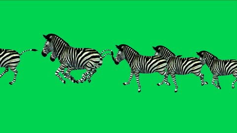 a group of zebra running with green screen.