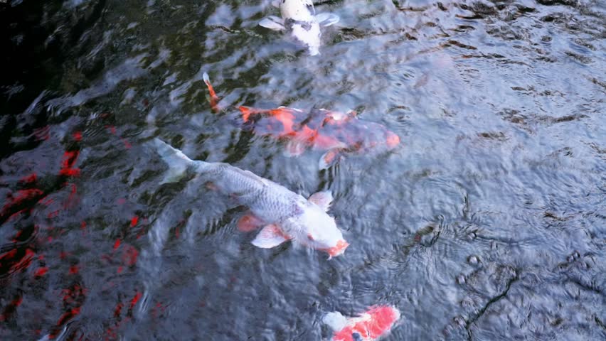 Overhead view of koi fish swimming in clear dark water. Vibrant white and orange Japanese nishikigoi carp under ripples in a tranquil pond. Peaceful aquatic nature scene with artistic water movement.