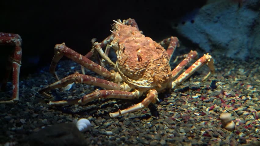 Large Japanese spider crab with long spindly legs rests on a dark gravel seabed in deep blue water. Underwater photography of a giant crustacean in its marine habitat or museum aquarium.