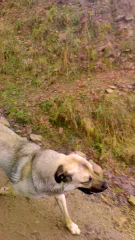 Vertical Slow Motion Tracking Shot of Sivas Kangal Dog Running on Muddy Road