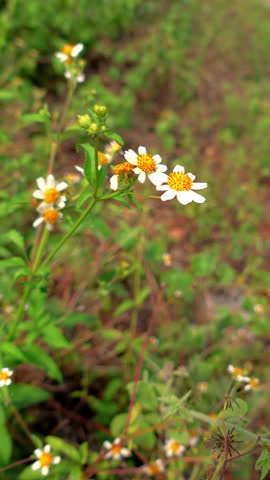 nature, wildflowers, flowers, plants, insects, beautiful animals, wildflowers by the roadside