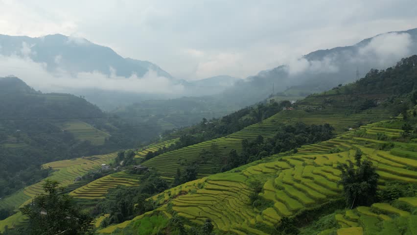 The majestic terraced fields in Ha Giang province, Vietnam. Rice fields ready to be harvested in Northwest Vietnam.