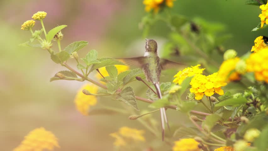 Brightly lit sequence showing a male Peruvian Sheartail hummingbird with vibrant gorget performing everyday feeding: hovering, darting, and fanning tail over a yellow flower bush.